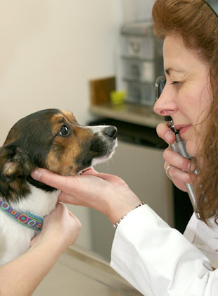 veterinary hospital, hatboro